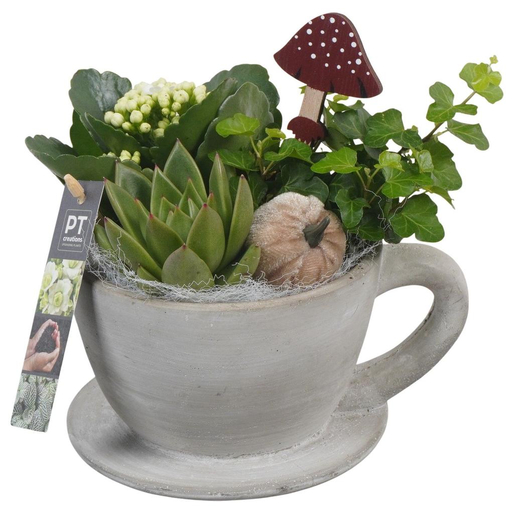 Picture of PTHI5484 Arrangement Autumn indoor in concrete pot P17 20CM