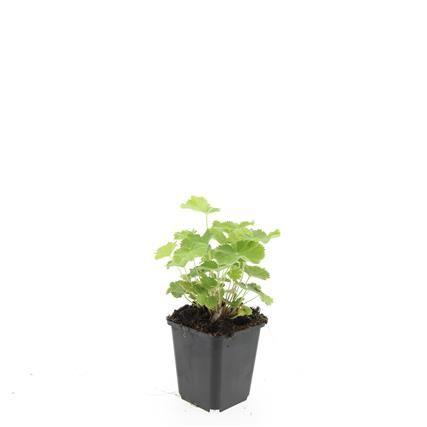 Billede af Alchemilla mollis P9