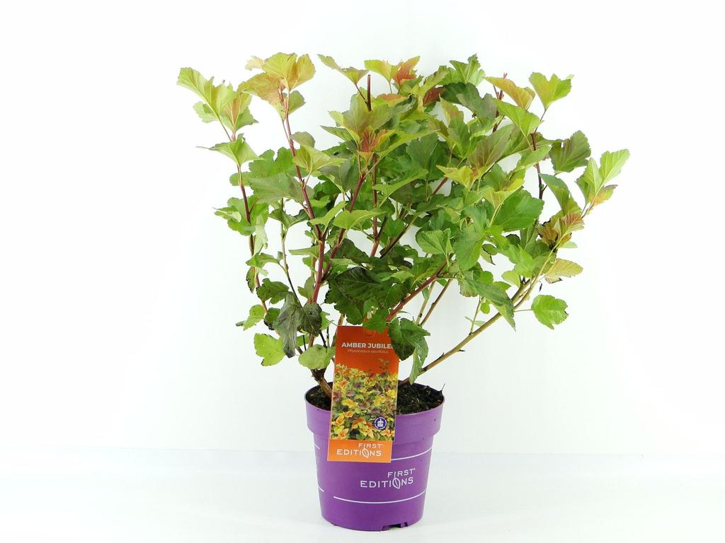 Picture of Physocarpus opu. Amber Jubilee / First Editions P19 (3 Ltr)