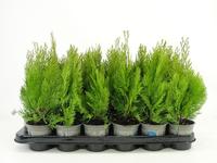 Platycladus oriënt. Pyramidalis Aurea