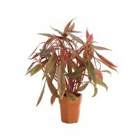 Alternanthera rosaefolia
