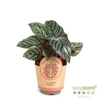 Calathea Sanderiana