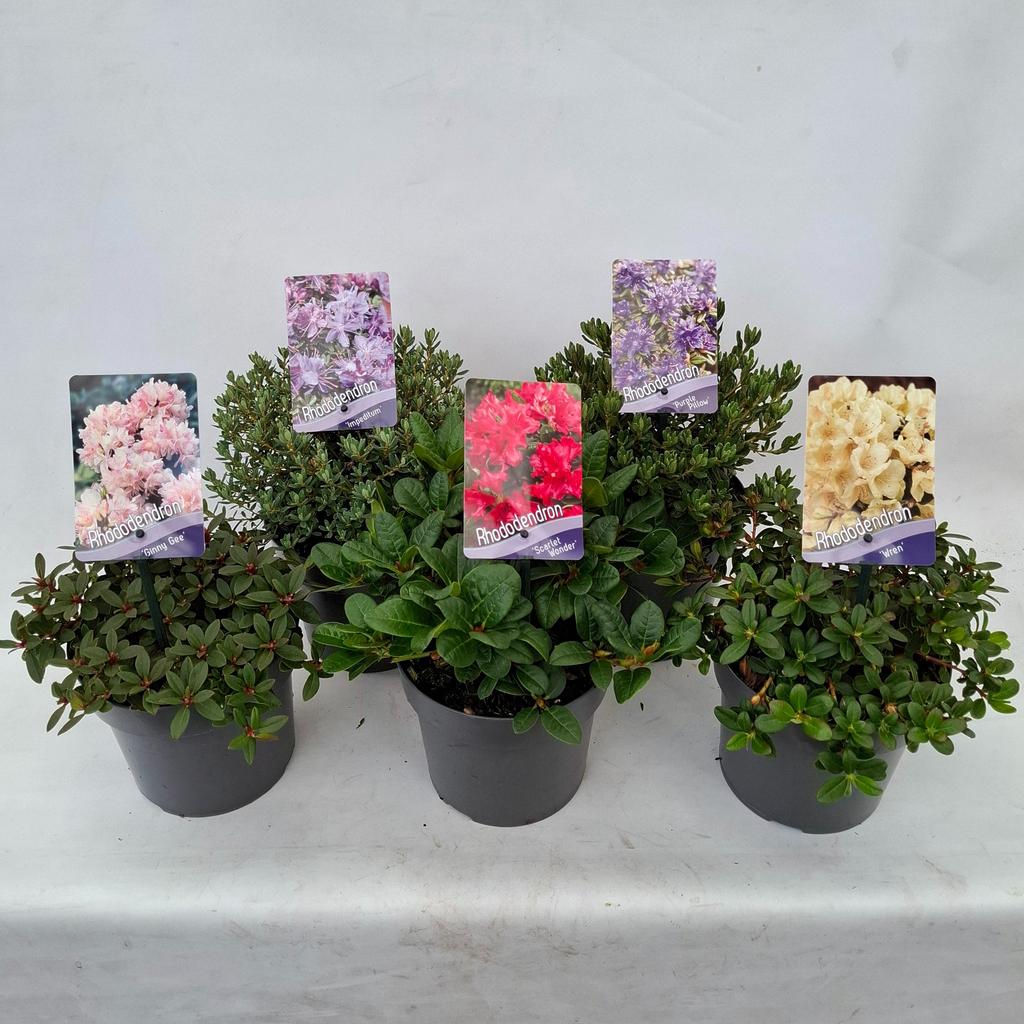 Obrázek Rhododendron Dwarf in varieties P17 (2 Ltr)