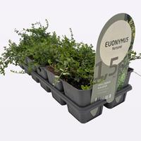 Euonymus fort. Minimus