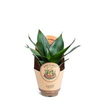 Sansevieria ´Hahnii Black´