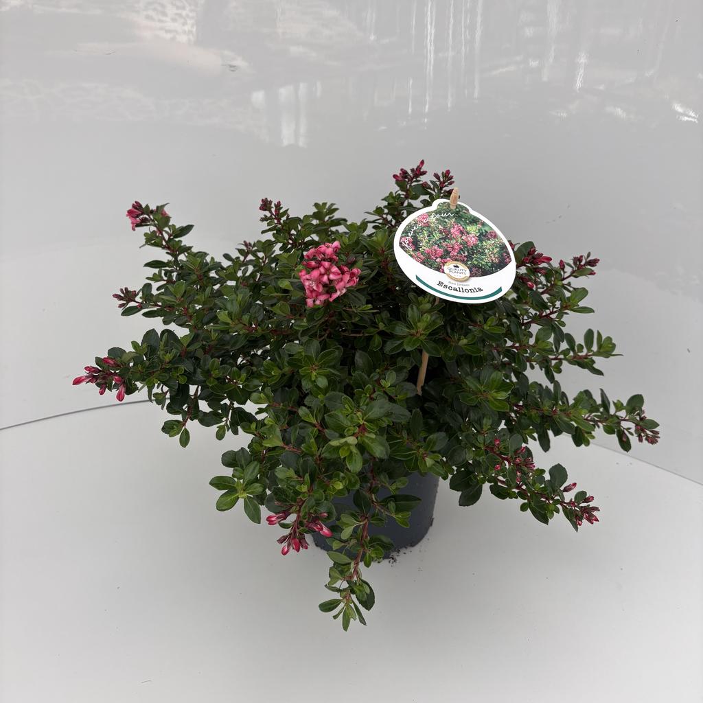 Picture of Escallonia Red Dream P17 (2 Ltr)