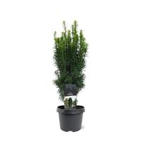 Taxus baccata Fastigiata