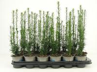Taxus baccata Fastigiata
