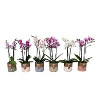 Phalaenopsis hybrid Multiflora varieties in BGC012 Metal Candle light