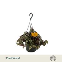 Tradescantia Zebrina hanging basket