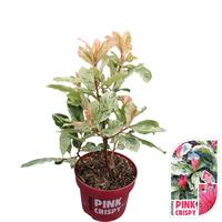 Photinia ser. Pink Crispy