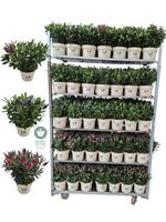 Hebe Queen in 2 varieties