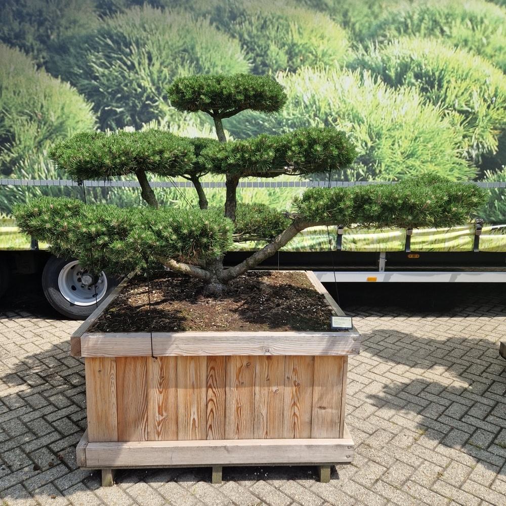 Picture of Pinus mugo Gnom 120-X-120 125/150