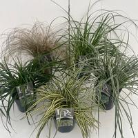 Carex in varieties