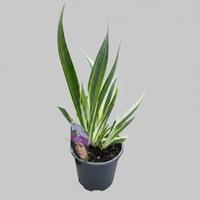 Iris tect. Cruella