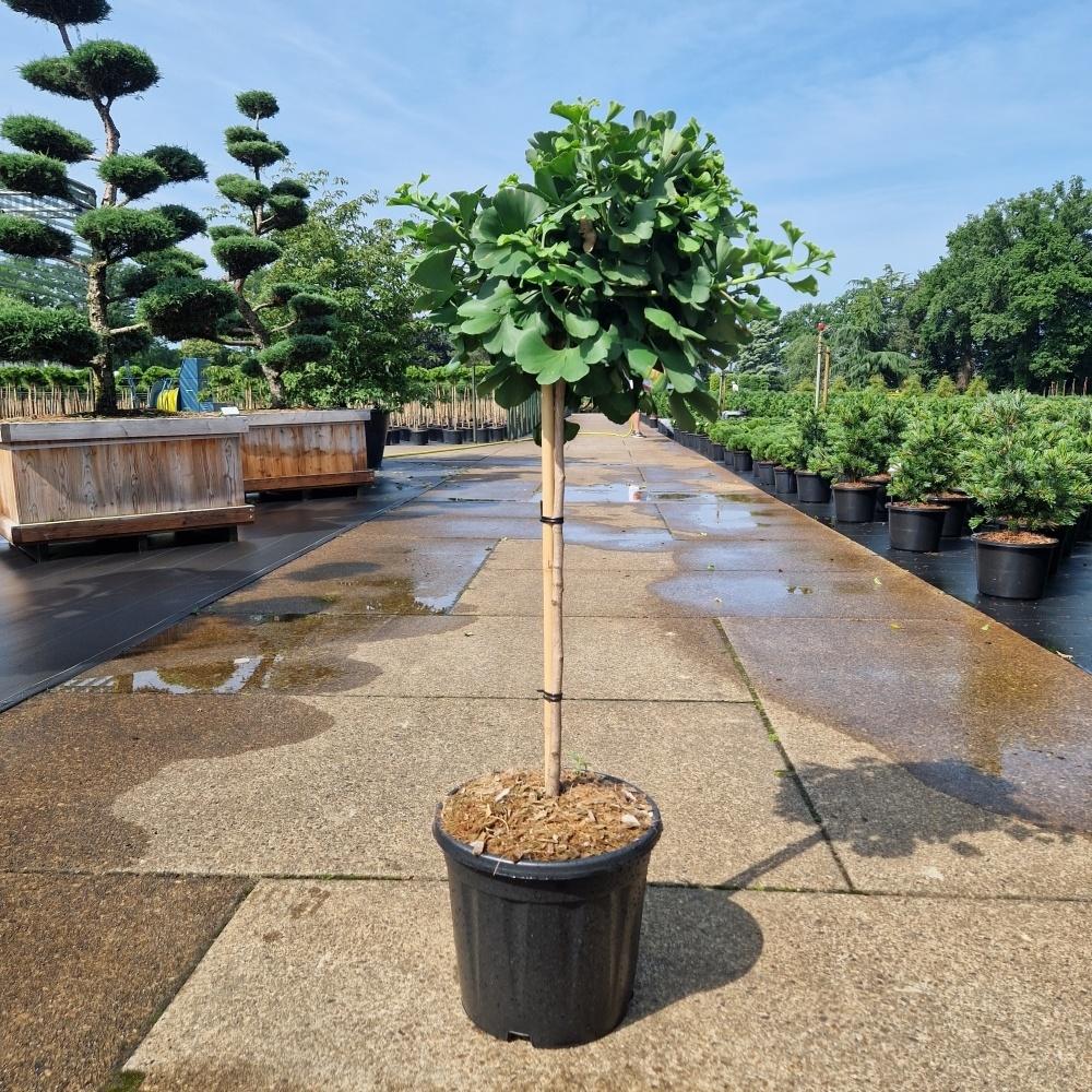 Picture of Ginkgo biloba Mariken C18 60/STD