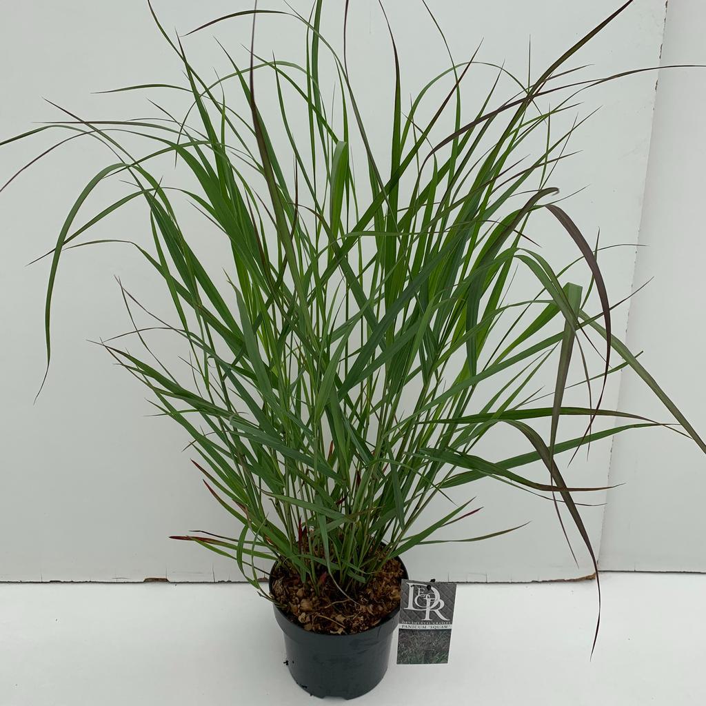 Picture of Panicum Squaw P19 (3 Ltr)