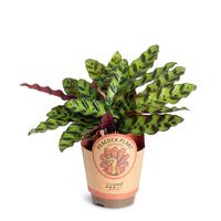Calathea ´Insignis´