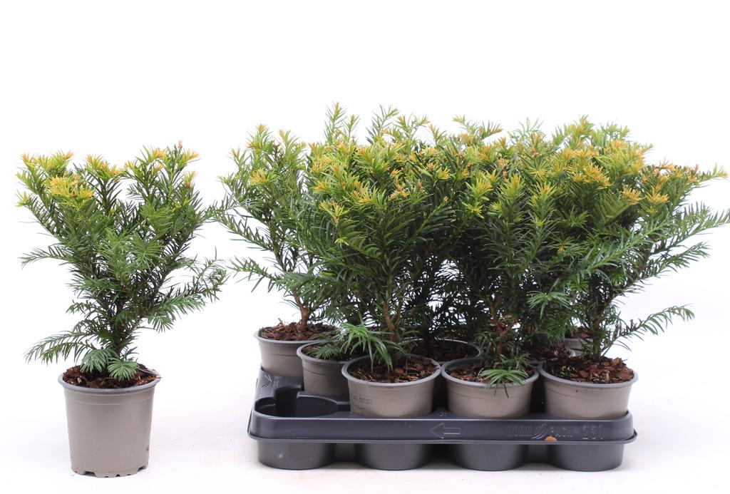 Picture of Taxus baccata Repandens P11