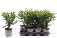 Taxus baccata Repandens