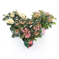 Hydrangea macr. Black Diamonds in varieties
