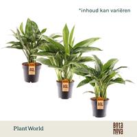 Aglaonema in varieties