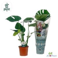 Monstera Deliciosa Air So Pure