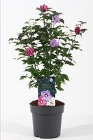 Hibiscus Tricolor