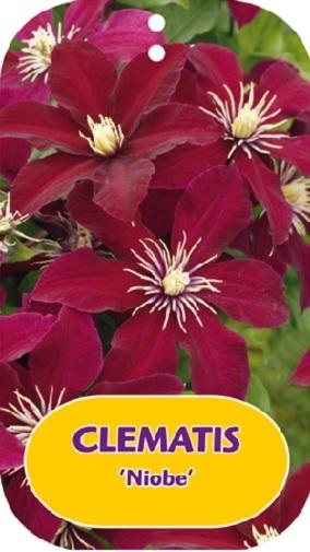 Picture of Clematis Niobe P15 (2 Ltr/high) 80/100
