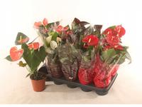 Anthurium in varieties 4 colors