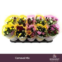 Chrysant Carnaval mix