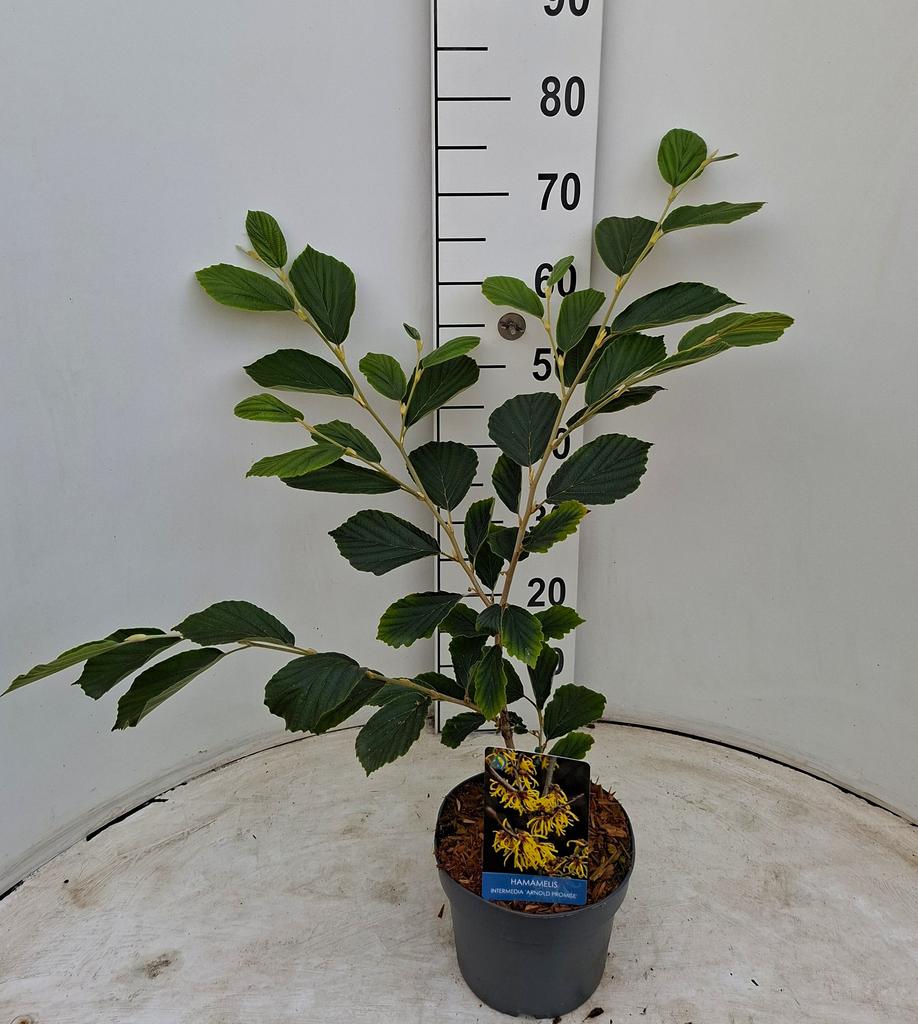 Picture of Hamamelis x intermedia Arnold Promise P21 (4 Ltr)