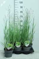 Panicum virg. Heavy Metal