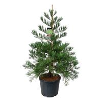 Sequoiadendron g. H. Mammoth Two