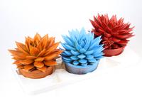 Echeveria Miranda Rainbow mix