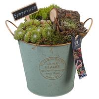 PTS7357 Arrangement Sempervivum in metal pot