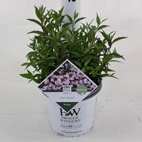 Deutzia Yuki Kabuki ®