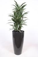 Dracaena Warneckie in Santorini pot anthracite