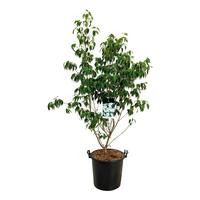Cornus kousa China Girl