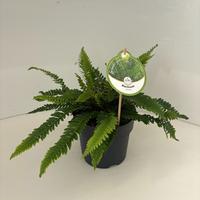 Blechnum spicant