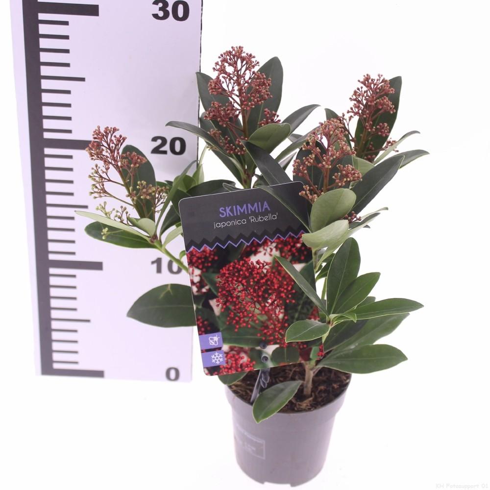 Picture of Skimmia jap. Rubella P9.5 15CM