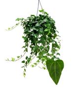 Hedera helix Mein Herz
