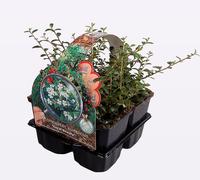 Cotoneaster suec. Coral Beauty