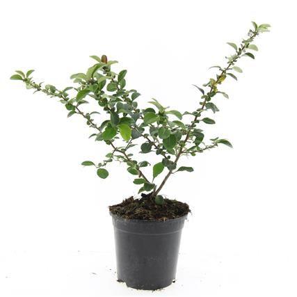 Obrazek Chaenomeles j. Sargentii P14