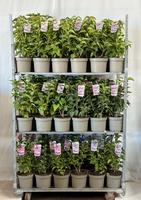 Syringa vulgaris in varieties