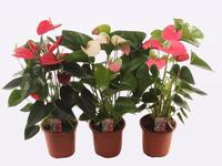 Anthurium in 3 colour Mix