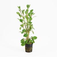 Ludwigia palustris red