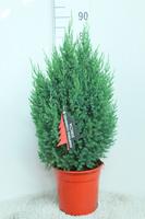 Juniperus chin. Stricta