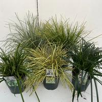 Carex in varieties