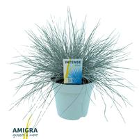 Festuca gl. Intense Blue